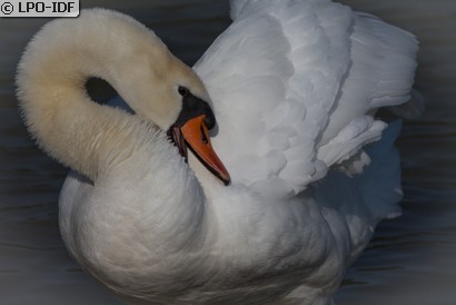 Cygne tuberculé