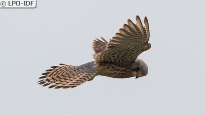 Faucon crécerelle