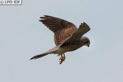 Faucon crécerelle