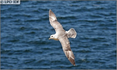 Fulmar boréal