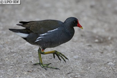 Gallinule poule-d'eau