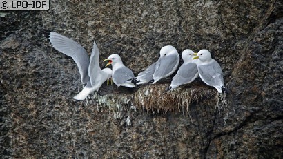 Mouette tridactyle
