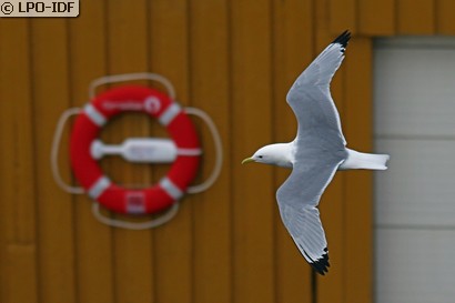 Mouette tridactyle