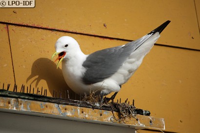 Mouette tridactyle