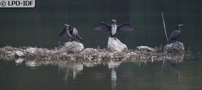Grand Cormoran