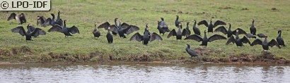 Grand Cormoran