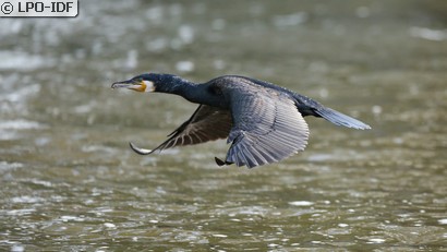 Grand Cormoran