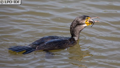 Grand Cormoran