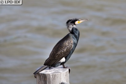 Grand Cormoran