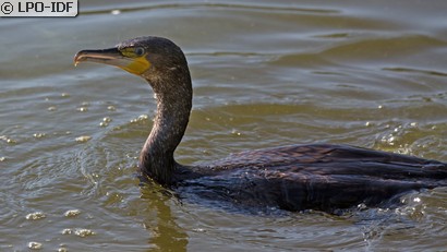 Grand Cormoran