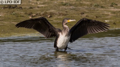 Grand Cormoran