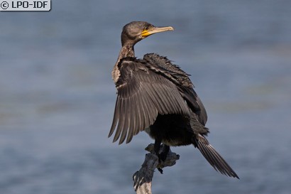 Grand Cormoran