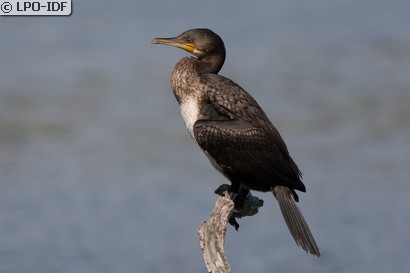 Grand Cormoran