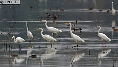 Grande Aigrette
