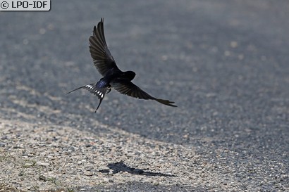 Hirondelle rustique