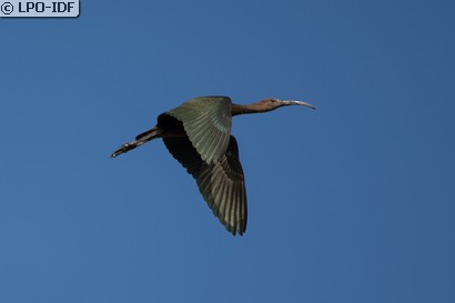 Ibis falcinelle