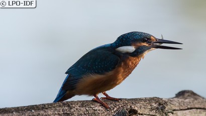 Martin-pêcheur d'Europe
