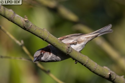 Moineau domestique