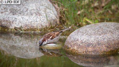 Moineau domestique