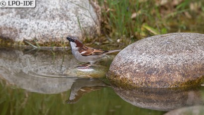 Moineau domestique