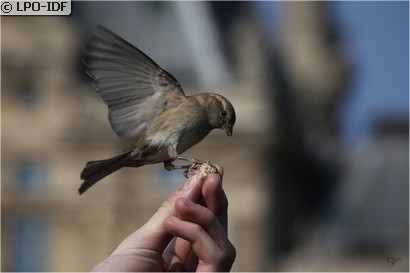Moineau domestique