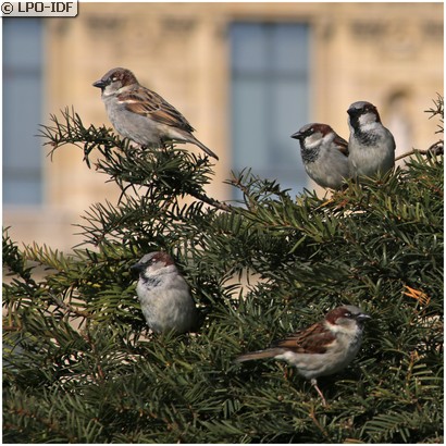 Moineau domestique