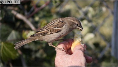 Moineau domestique