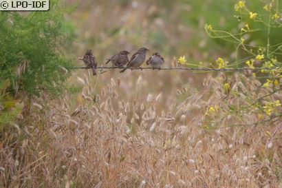 Moineau domestique