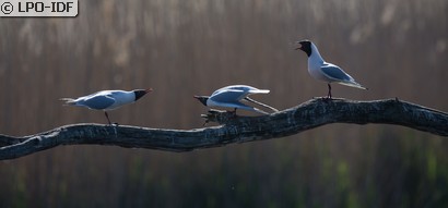 Mouette rieuse