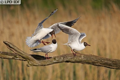 Mouette rieuse