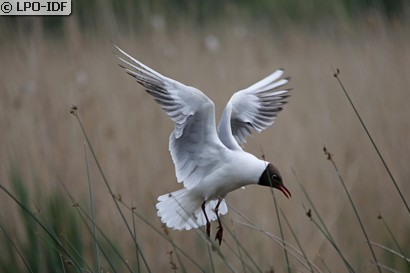 Mouette rieuse
