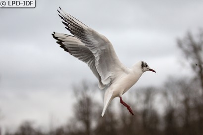 Mouette rieuse