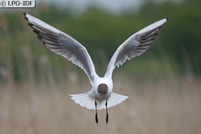 Mouette rieuse