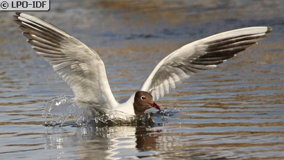 Mouette rieuse