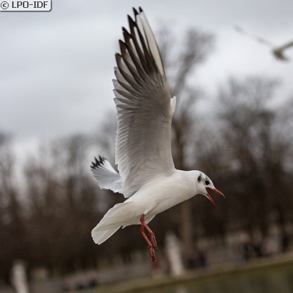 Mouette rieuse