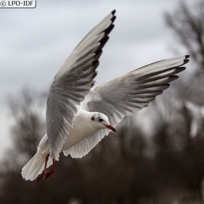 Mouette rieuse