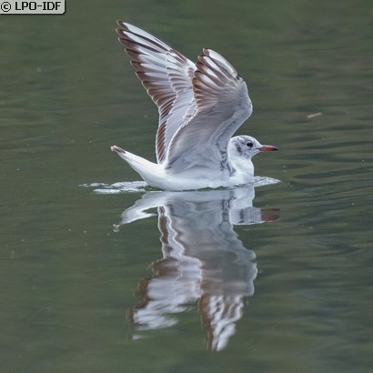 Mouette rieuse