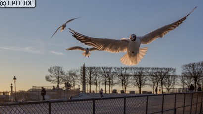 Mouette rieuse