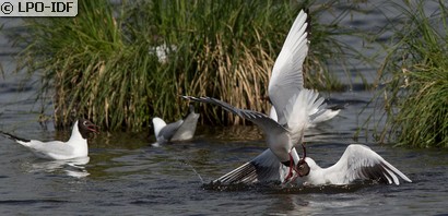 Mouette rieuse