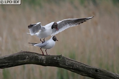 Mouette rieuse