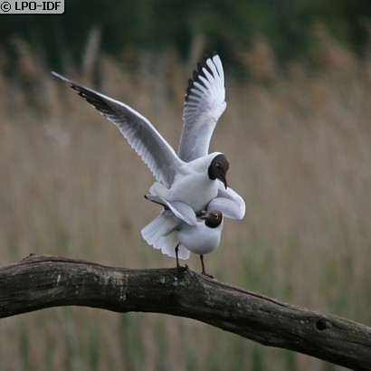 Mouette rieuse