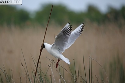 Mouette rieuse
