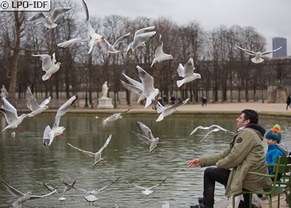 Mouette rieuse