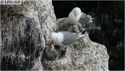 Mouette tridactyle