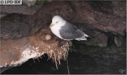 Mouette tridactyle