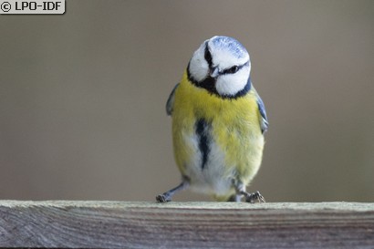 Mésange bleue
