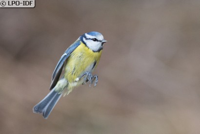 Mésange bleue