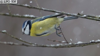 Mésange bleue