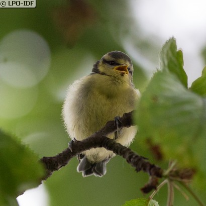 Mésange bleue