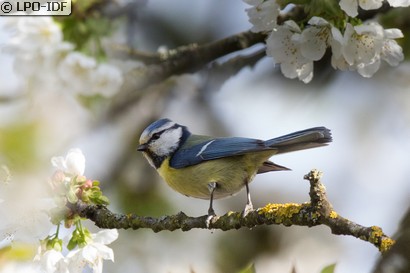 Mésange bleue